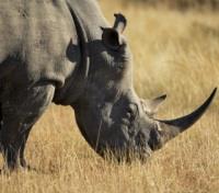 Sabi Sands Rhinoceros